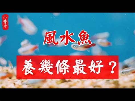 財位可以養鬥魚嗎|鬥魚招財：財位擺放有訣竅